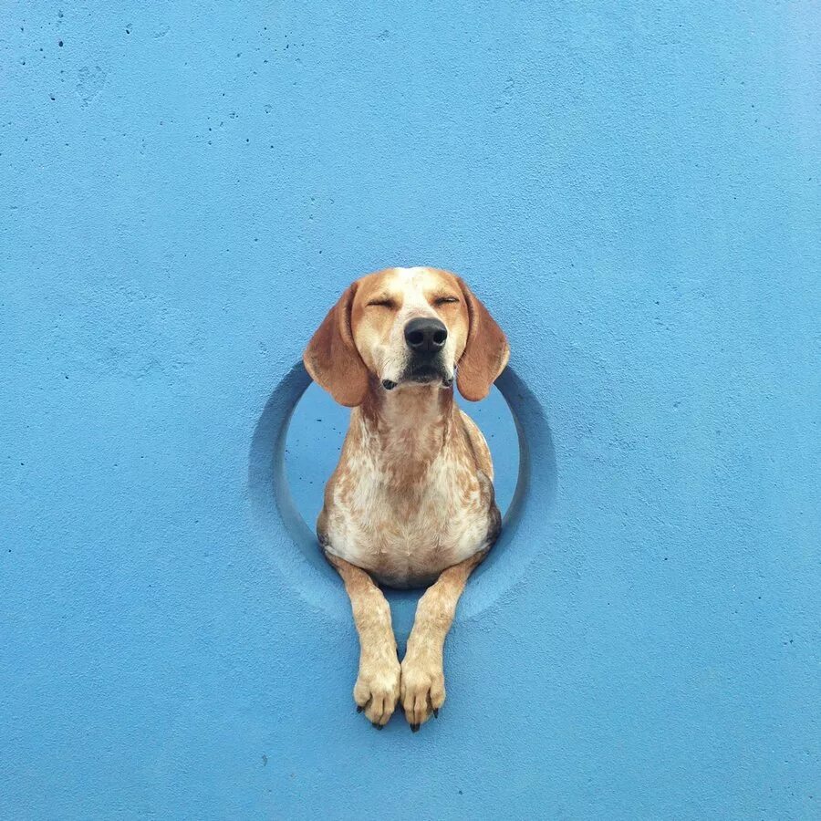 Собаки инстаграмма. Кунхаунд Мэдди. Собака. Собака на синем фоне.
