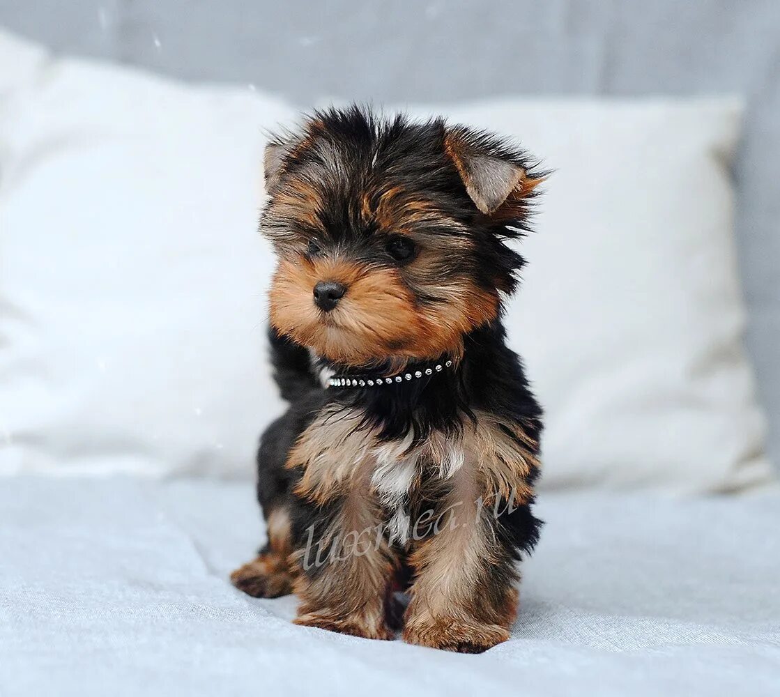 ешкорский терьер. той терьер мини беби фейс. мини терьер родом из англии. йоркширский терьер длинношерстный. йоркшир терьер.