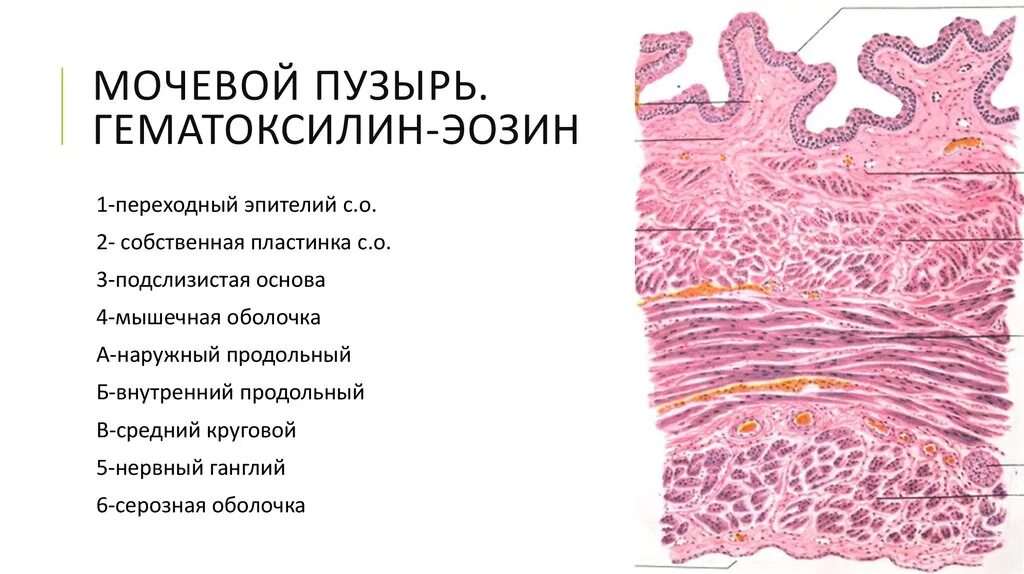 Гистология это простыми. Строение мочевого пузыря гистология препарат. мочевой пузырь гистология препарат. срез стенки мочевого пузыря гистология. мышечная оболочка мочевого пузыря гистология.
