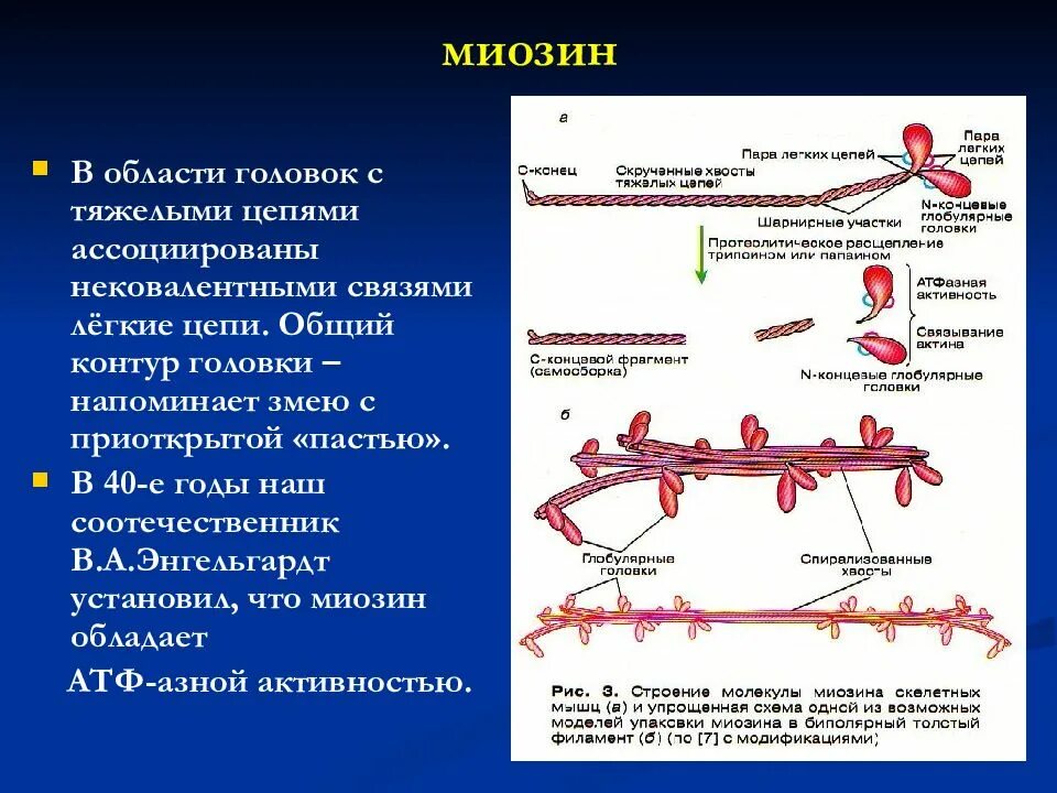Строение миозина биохимия. Структура и функции миозина. Структура миозина биохимия. Легкие и тяжелые цепи миозина.