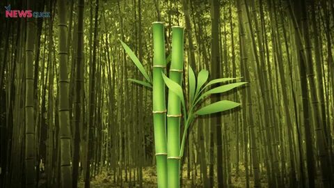 Big bamboo demo bigbamboo vip