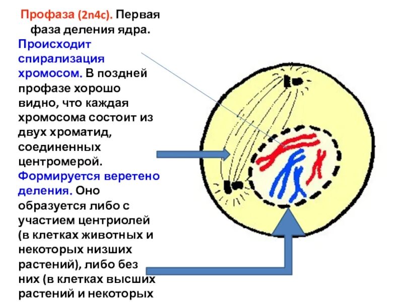 В профазе мейоза 1 происходят процессы. Профаза. Профаза митоза. Спирализация хромосом фаза. Формирование веретена деления происходит в поздней профазе.