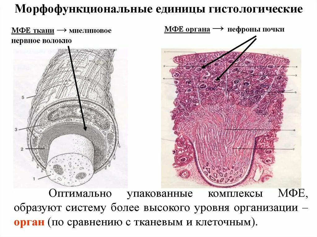 Модуль гистология. Морфофункциональные единицы органов. морфофункциональная единица почки гистология. гистологическая ткань это. морфофункциональные системы гистология.
