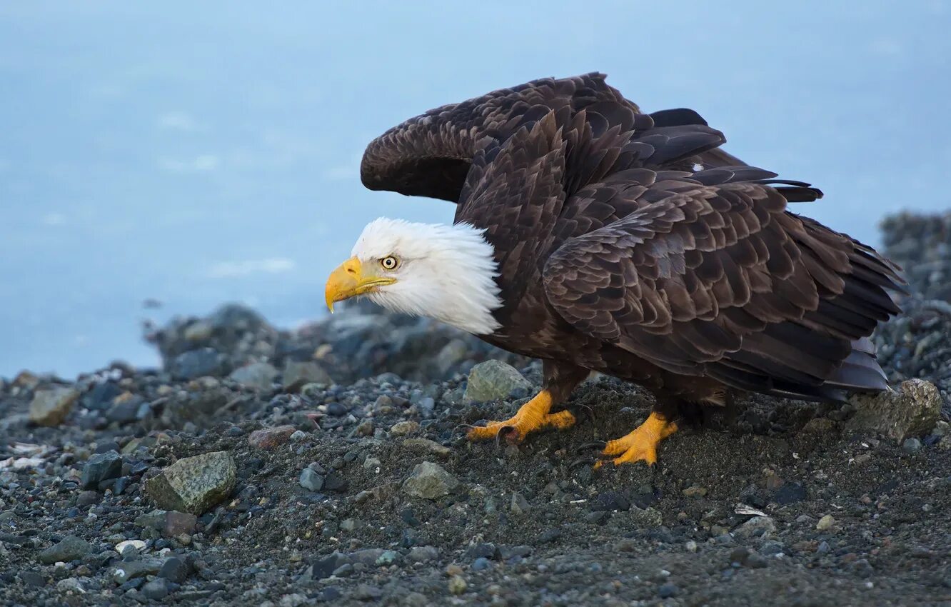 Picture Eagle images, Bald eagle, Eagle pictures