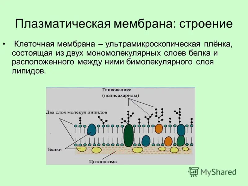 Строение и функции плазматической мембраны. Строение и функции плазматической мембраны