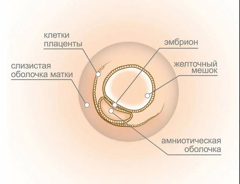 Беременность 3 недели после зачатия. Признаки беременности на 3 неделе. Эмбрион и желточный мешок. Эмбрион с желточным мешочком.