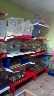В зоомагазине продаются только хомяки