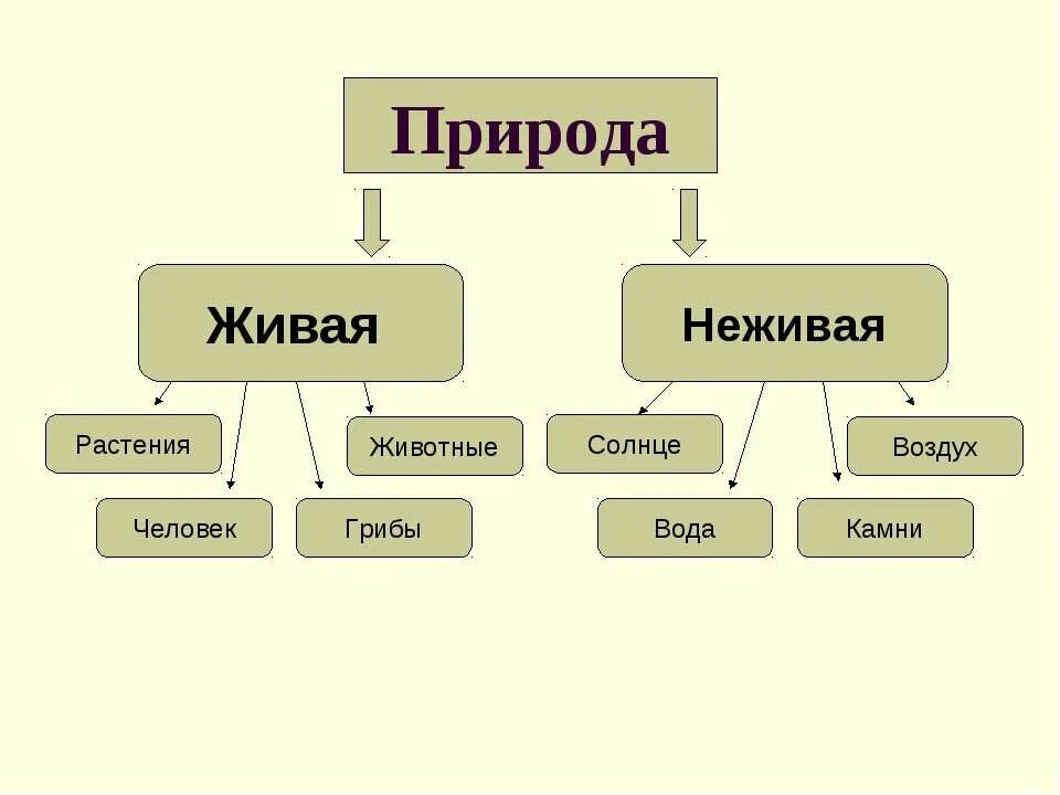 Живая природа схема. Неживая природа схема. Схема живой и неживой природы. Схема не живой природы.