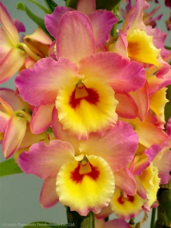 Орхидеи желто розовые. Орхидея желто розовая. Фаленопсис розово желтый. Орхидея желтая с розовой серединкой. Жёлтая Орхидея с розовым центром.