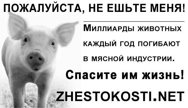 Если бы я был животным. Сказанные животные. чтобы сказали животные если бы умели говорить. чтобы животные сказали людям.