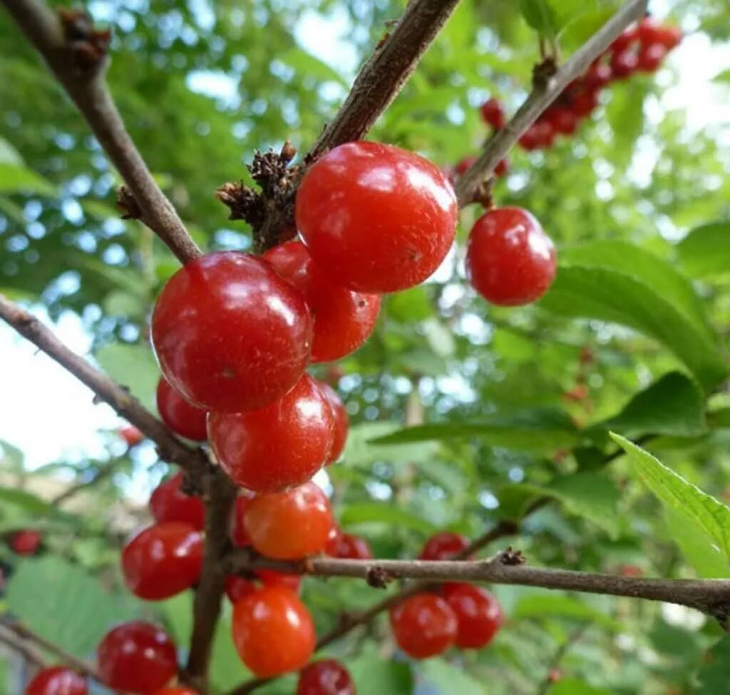 Саженцы вишня войлочная. Вишни войлочной. Вишня войлочная (prunus tomentosa). Черешня китайская. Вишня китайская войлочная.