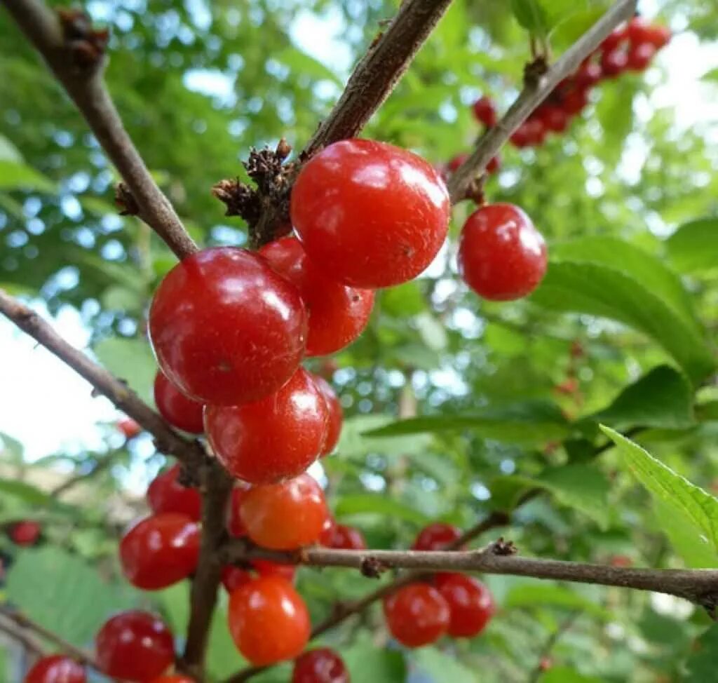 Вишня китайская войлочная. Войлочная вишня куст. Вишня войлочная (Prunus tomentosa). Вишня Повстяна войлочная.