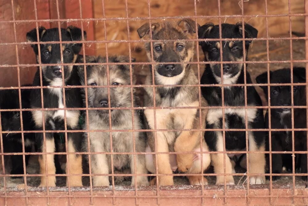 приют для животных. собака манька. приют для собак в петрозаводске. приюты для бездомных собак в екатеринбурге. приют на фестивальной нижний тагил.