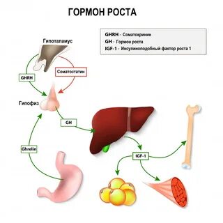 Гормона в больших количествах