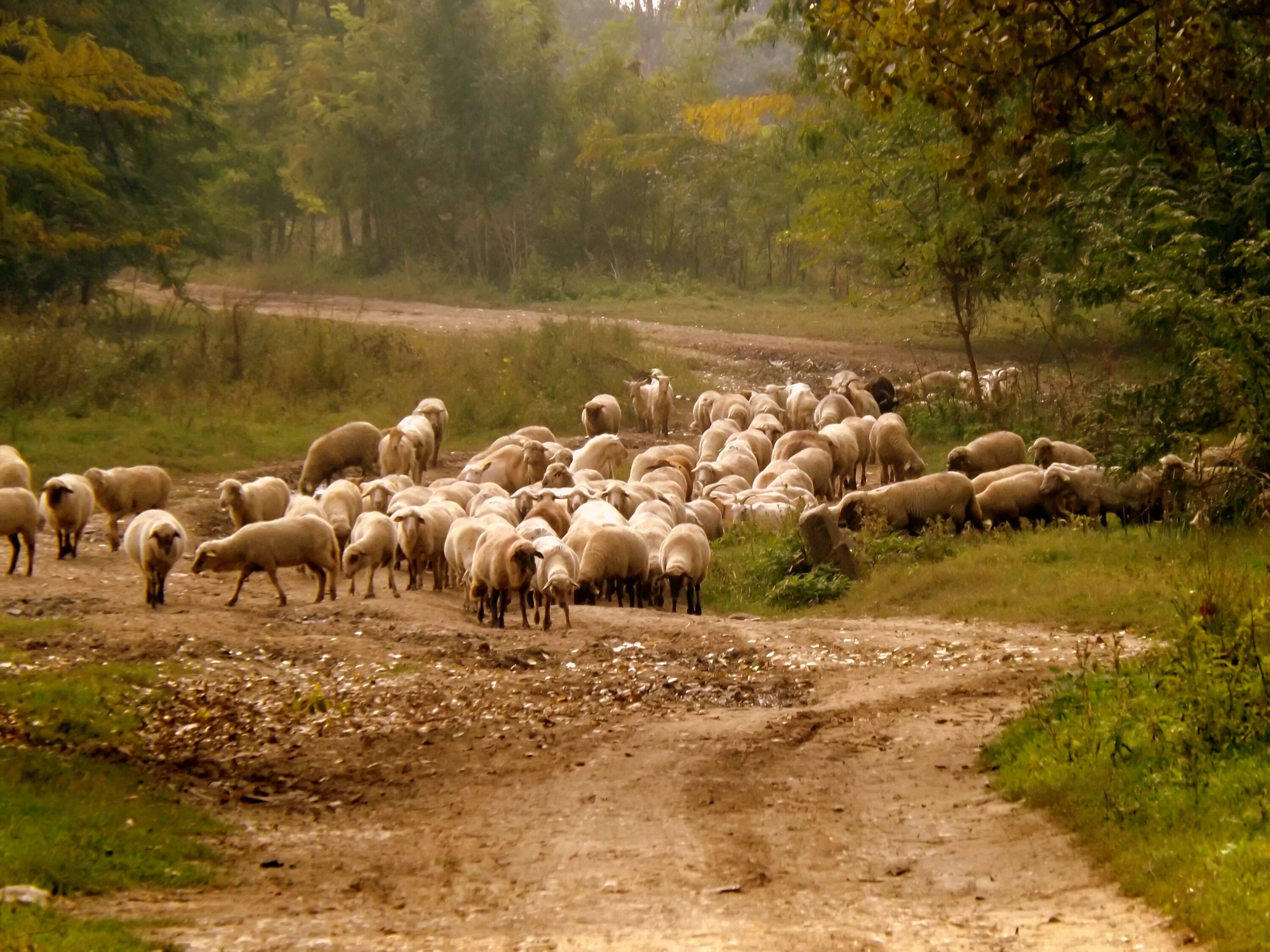 Пастухи гонят стадо. Пастух овечьего стада Ставропольский край. Чобан Отара. Стадо. Ферма овец.