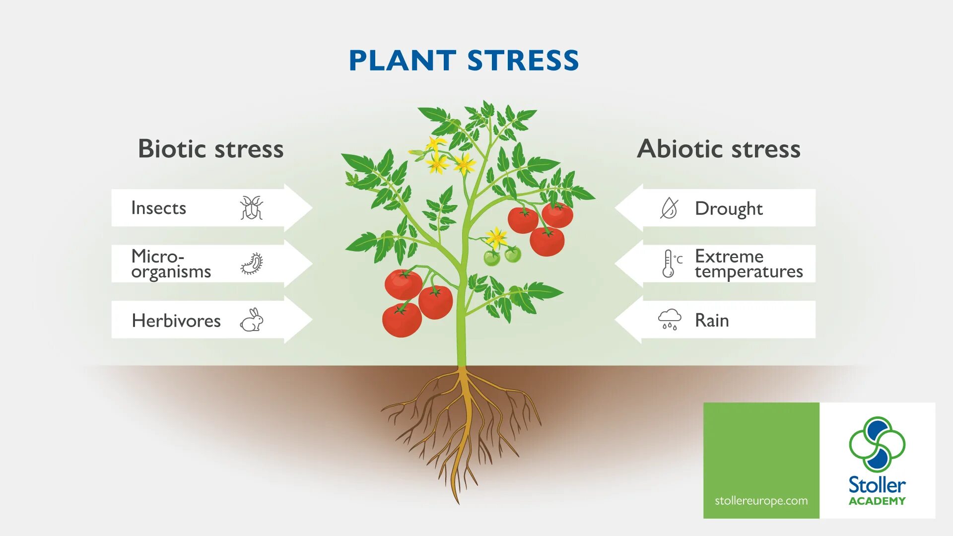 Plant physiology. Stress of Plants. Stress in Plant. Biotic картинки.