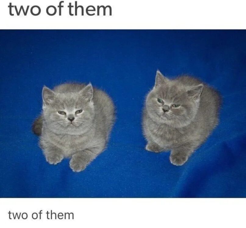 They are as like as two. Two of them мем. мемы с котами. котенок мем. me and michael коты.