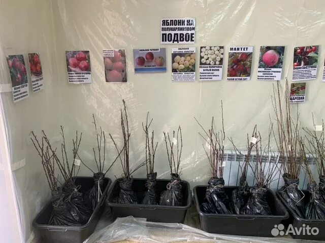 Саженцы роз окс. Питомник растений знаменский киржачский. Овчаров интернет магазин саженцев. Крым питомник саженцев сергея овчарова. Суздальский питомник растений.