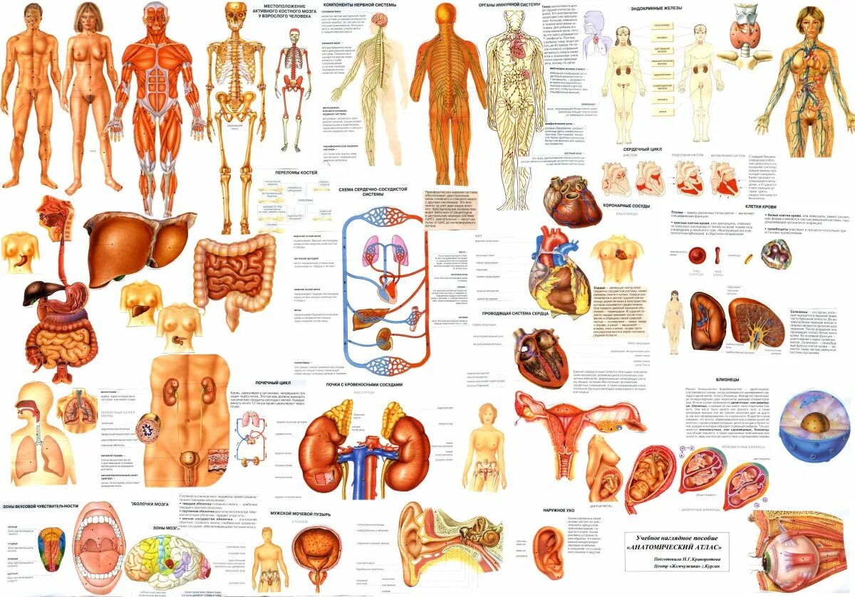 Анатомия картинки. Атлас "анатомии человека. Системы и органы" - Издательство Астрель. Строение человека атлас анатомический. Анатомический атлас внутренних органов человека. Анатомический атлас костная система.
