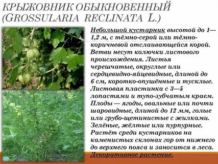 Крыжовенный как пишется