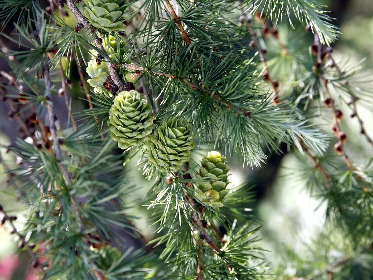 Хвойный нижний. Лиственница Ольгинская Larix Olgensis. Лиственница Сибирская (Larix sibirica Ledeb.). Лиственница Сукачева (Larix sukaczewii). Лиственница Даурская.