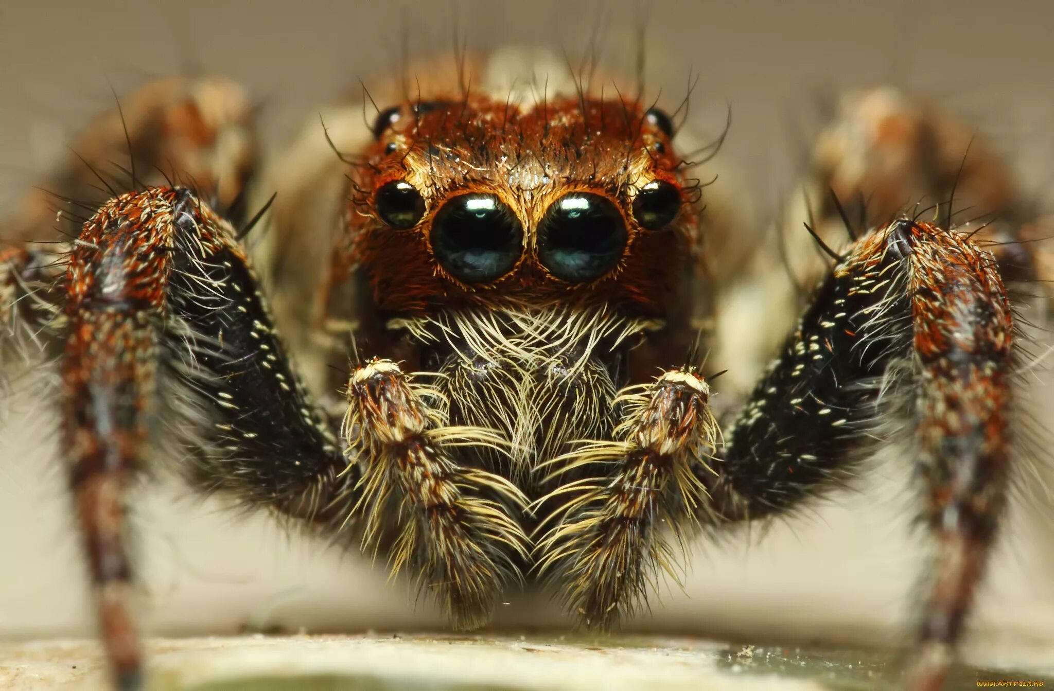 Паук plexippus paykulli. Паук птицеед глаза. Морда паука. Глаза паукообразных.