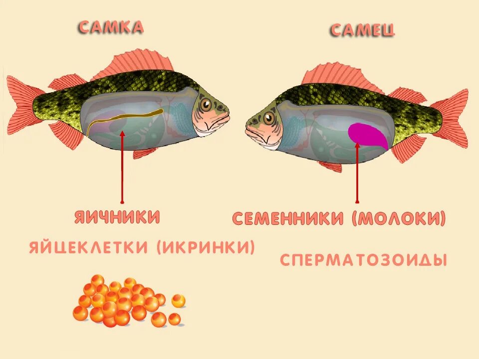 Размножение и оплодотворение у рыб. Органы размножения рыб схема. Стадии развития рыбы схема. Половая система рыб.