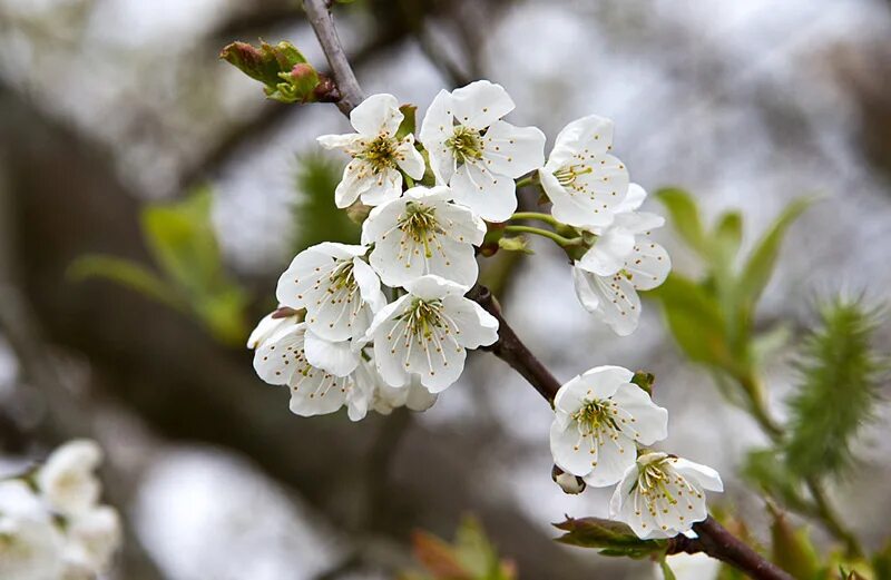 цветочная рапсодия. весеннее поле. рапсо́дия. цветение сакуры мрия. фукуока порт.