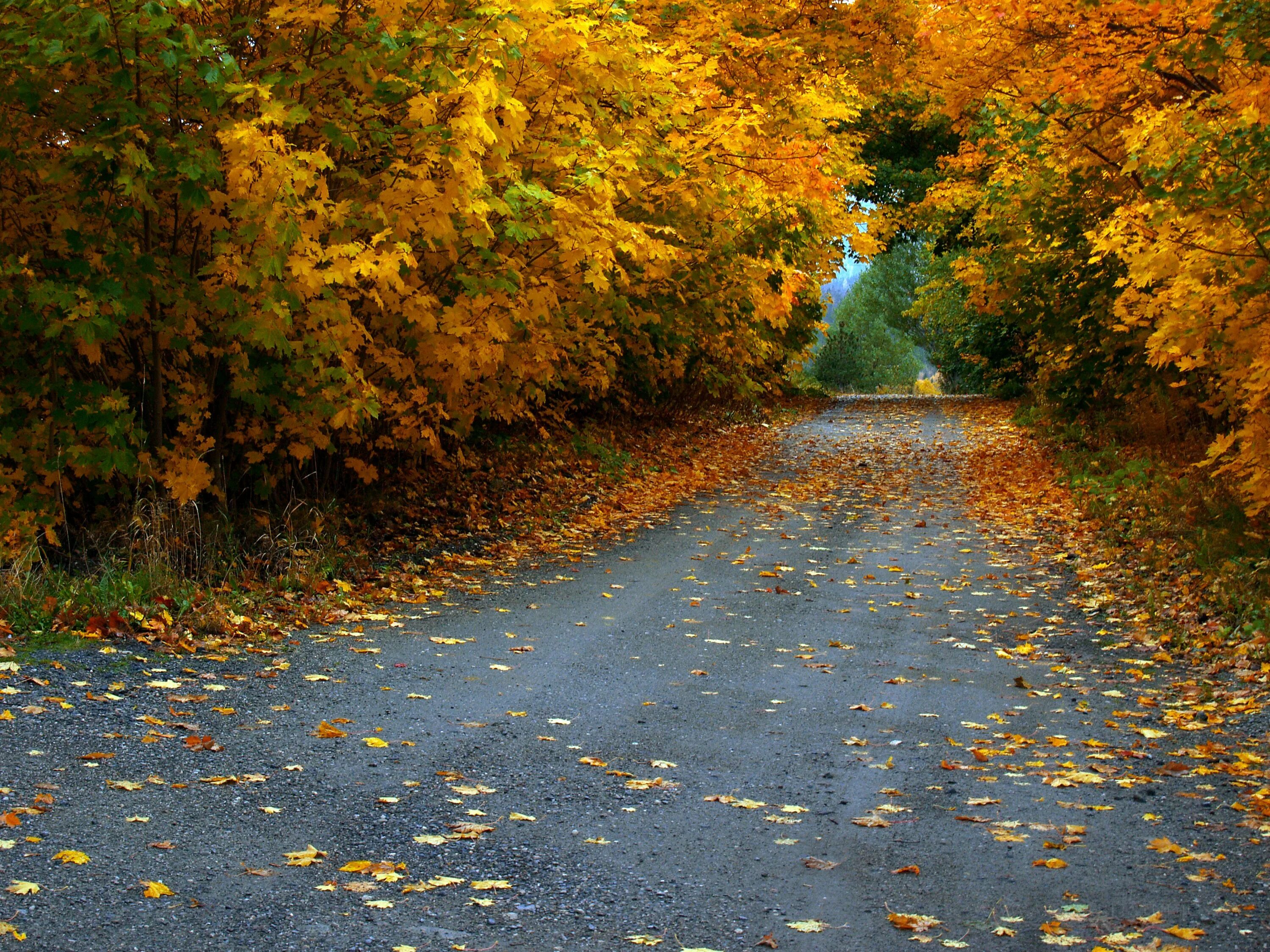 Желтый лист. Желтые листья на асфальте. Осень дорога листья. Мокрая дорога. Осенняя дорога.