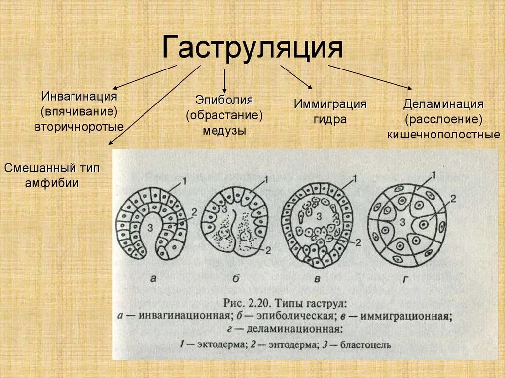 Представители каких классов позвоночных животных крупные яйцеклетки. Стадия иммиграции гаструляция. Гаструляция деламинация гистология. Инвагинация эпиболия иммиграция деламинация. Эпиболия гаструляция.