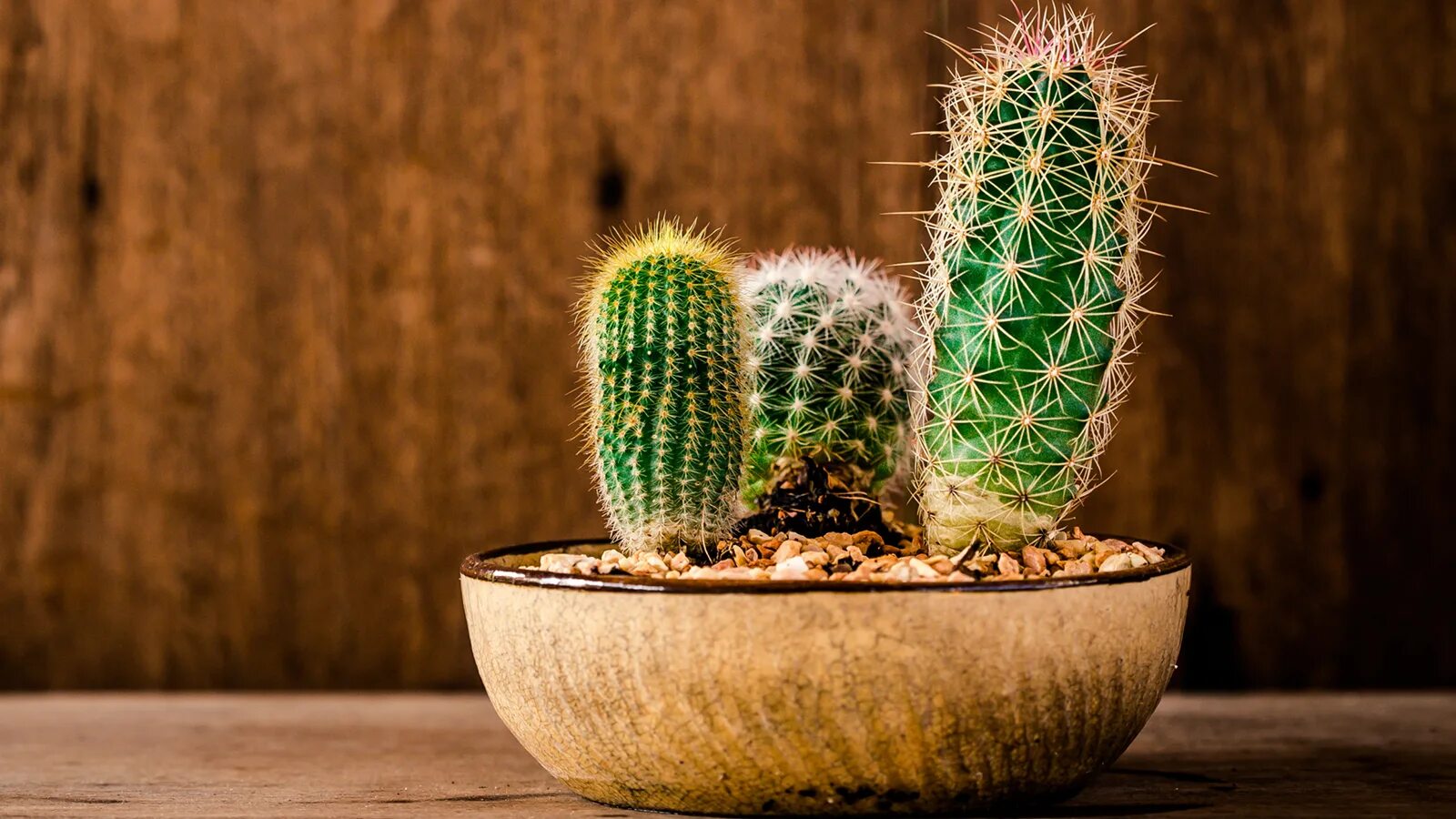 Cactus dg. Кактус Neoporteria senilis. Кактус грандипахус. Кактус Индиан микс. Кактус Марианна.