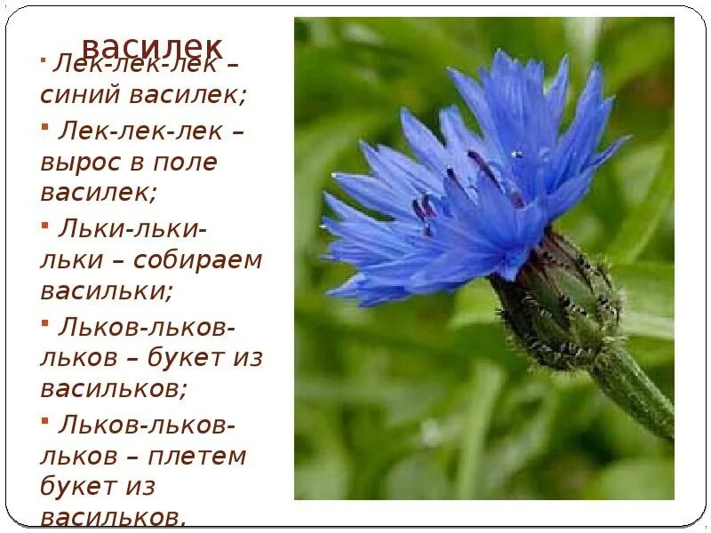 Предложение с васильком. Васильки. Василёк синий описание. Василек описание. Василек сообщение.