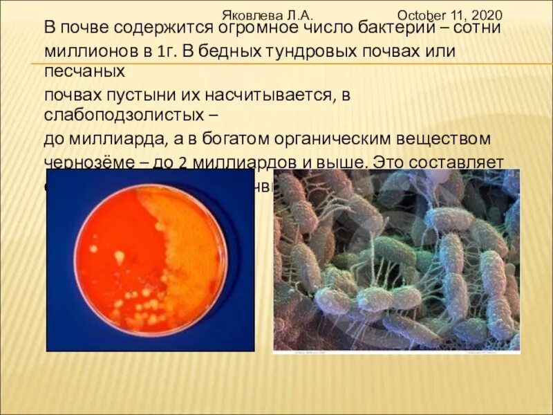 Содержится огромное количество. Микроорганизмы в почве. Что содержится в почве. Число микроорганизмы. Наибольшее количество бактерий содержится в.