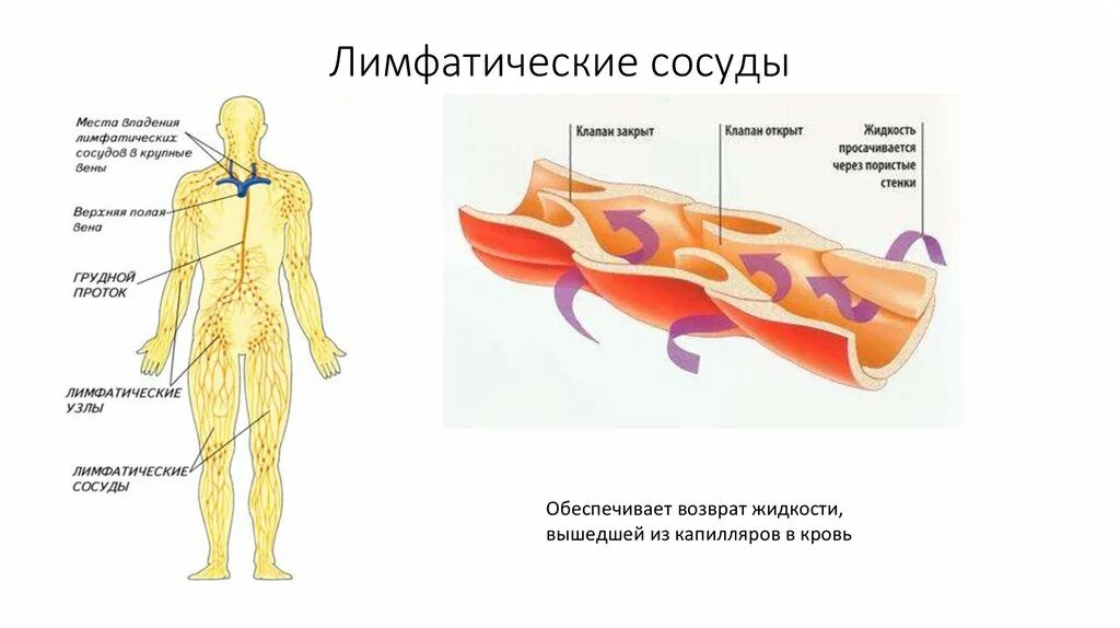 Возврат жидкости в кровеносную систему. Лимфатическая система строение лимфатических сосудов. Лимфатический сосуд лимфангион клапаны. Строение сосудов лимфатической системы. Стенка лимфатического сосуда.