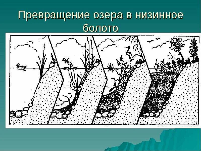 Строение болота. Низинное болото сукцессия. Схема болота. Превращение озера в Низинное болото.