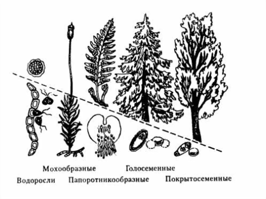 Эволюция гаметофита и спорофита. Эволюция гаметофита и спорофита у растений. Жизненные циклы растений гаметофит и спорофит. Соотношение гаметофита и спорофита в жизненном цикле растений. Гаметофит у водорослей представлен
