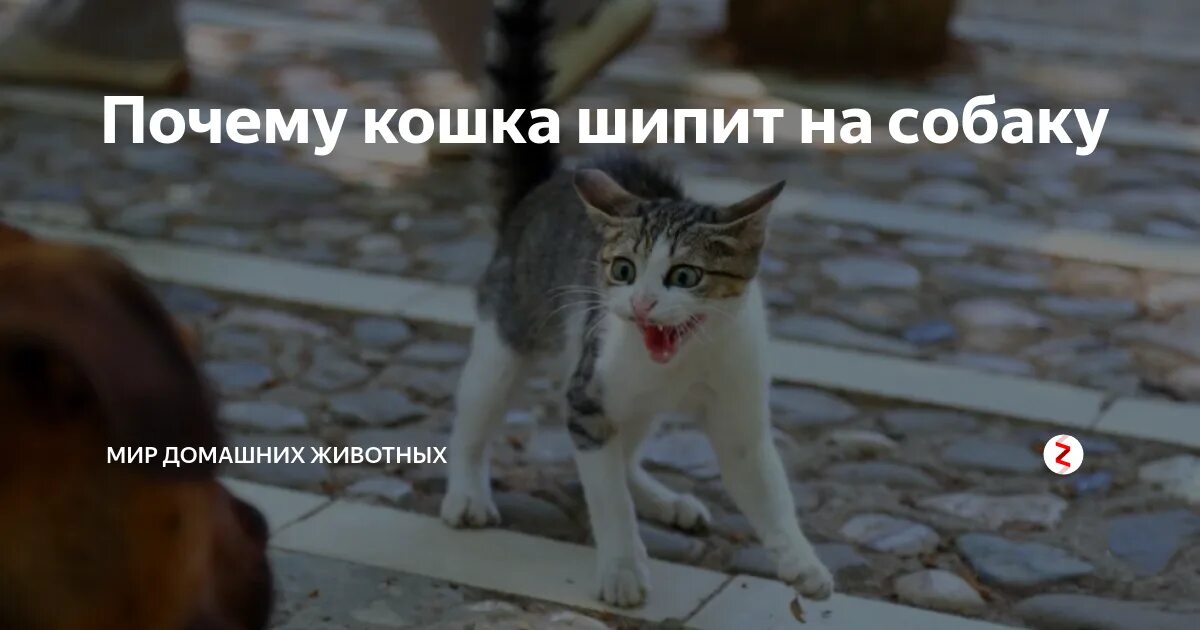 Зачем шипишь. Зачем шипишь. Кошка шипит на собаку. Зачем шипишь. Зачем шипишь.