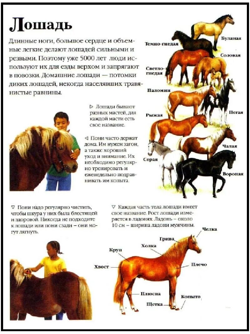 Произведения о лошадях 7 класс. Рассказ о лошади. Рассказ про лошадь для детей. Рассказ про лошадь для детей дошкольников. Домашнее дивотнын описание.