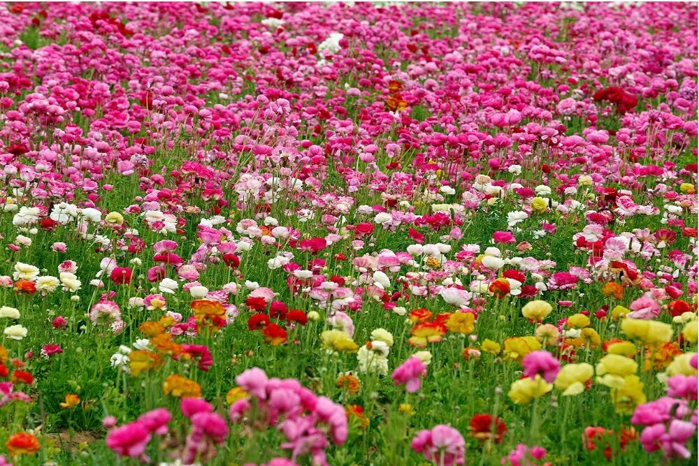 космея поляны цветов. цветочная поляна мостовской. поляна цветов. цветочная поляна. поляна цветов.