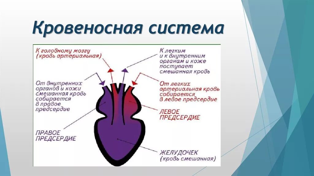 Смешанная кровь у пресмыкающихся. Кровеносная система земноводных. Два предсердия и один желудочек у кого. Желудочек и предсердия у земноводных.