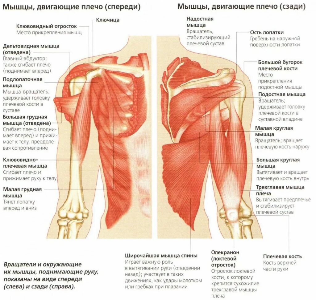 Боль в правом плече мышцы