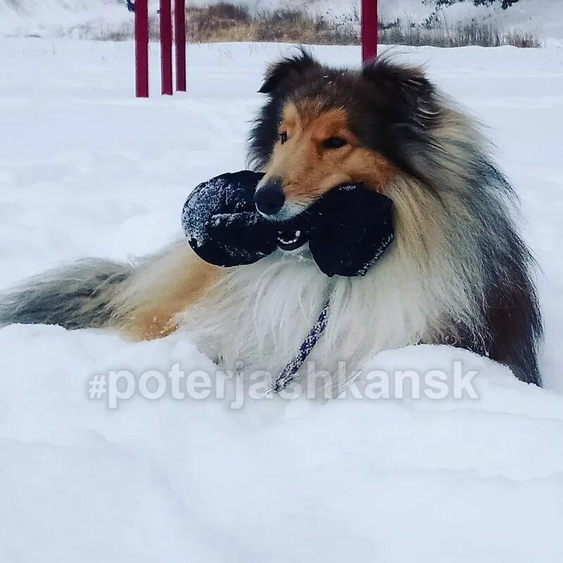 Выставка собак 23.03 24. Колли потерялась. Колли мальчик. Потерявшаяся колли на улице.