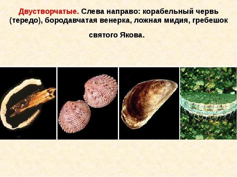 3 примера двустворчатых