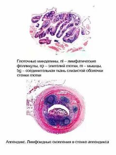 Эпителий слизистой глотки