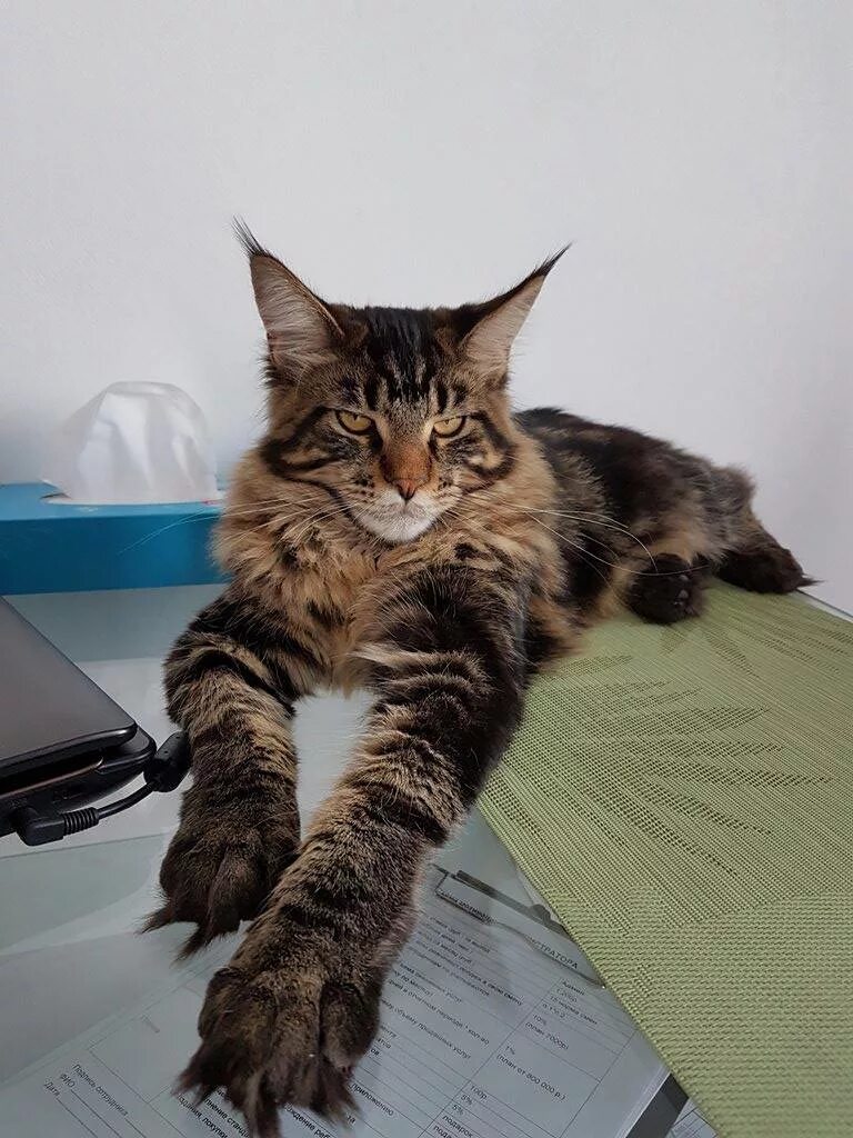 мейн кун razmeri. мейн кун длина. мейн кун 20 кг. вес мейн кунов. мэй кун.