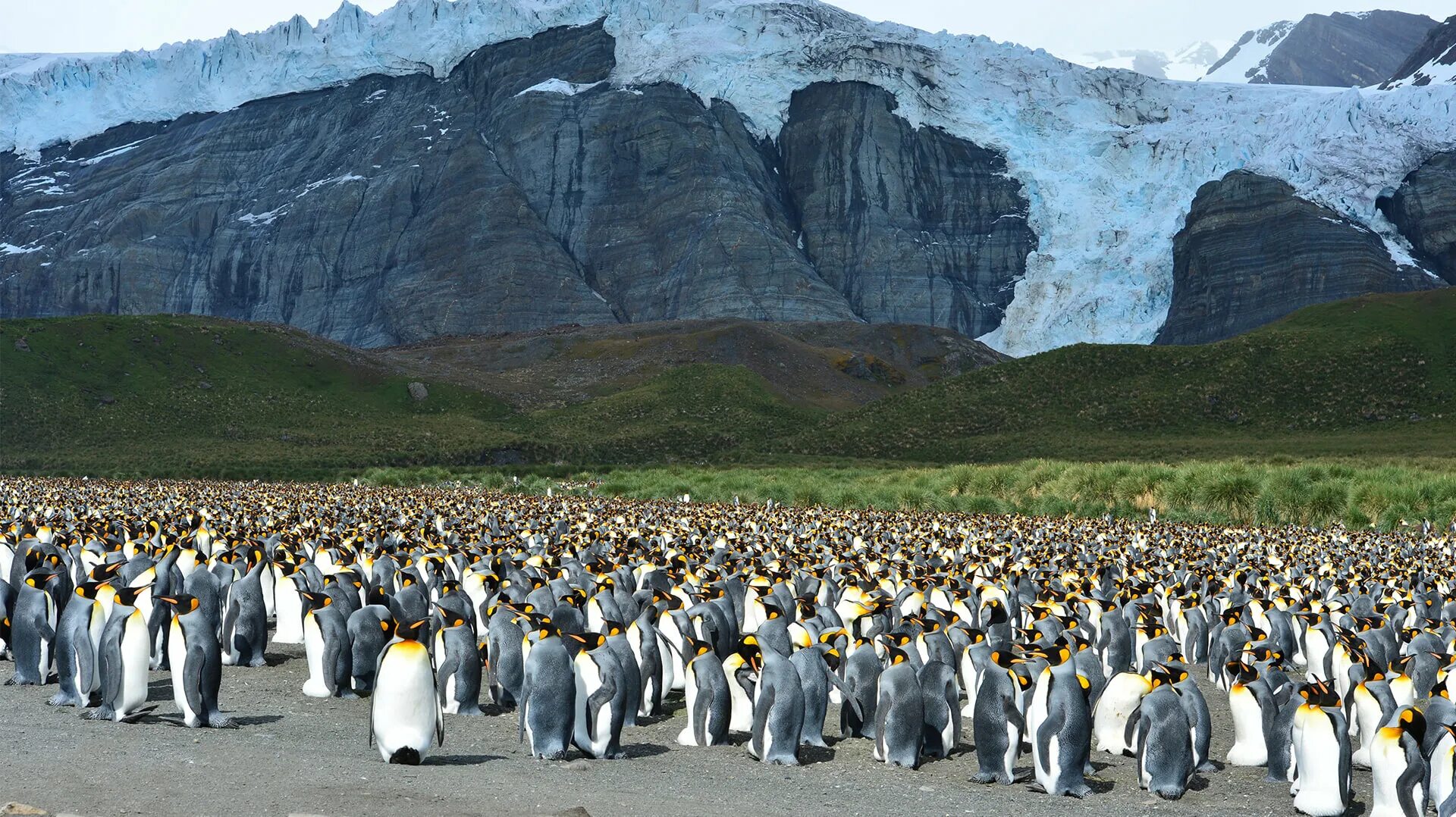 Пингвины живут на южном. Южная Георгия и Южные Сандвичевы острова. Колония пингвинов Фолклендские острова. Королевский Пингвин Южная Георгия. Колония пингвинов в Антарктиде.