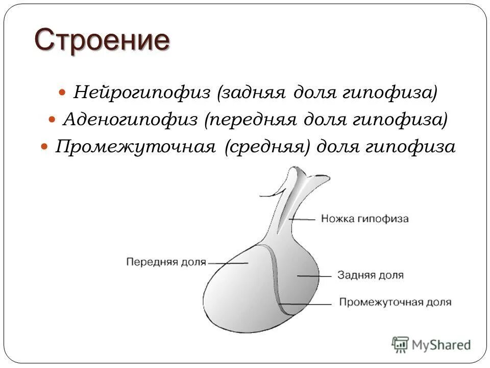 гипофиз передняя средняя и задняя доли.