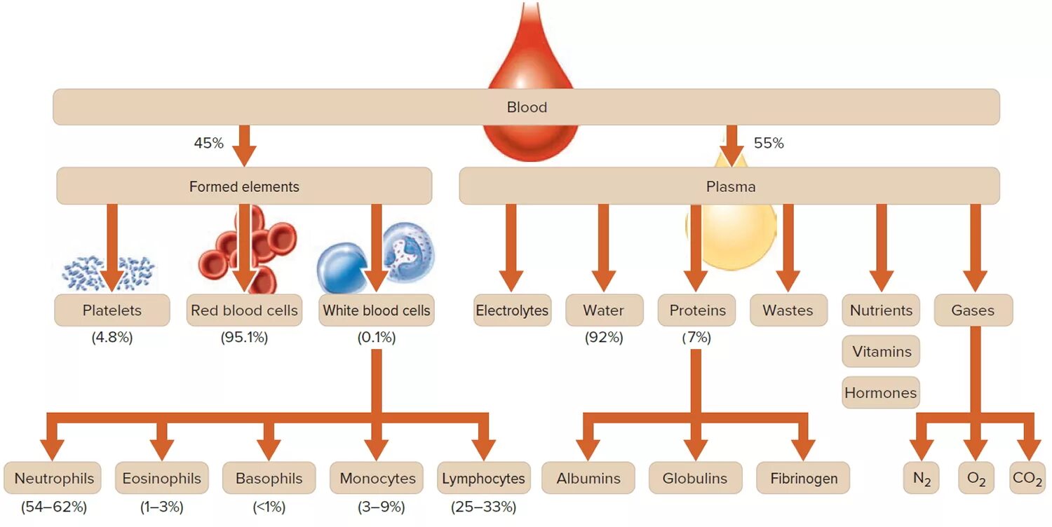 Blood Composition. Blood Plasma. Blood Plasma Proteins. Blood Plasma function.