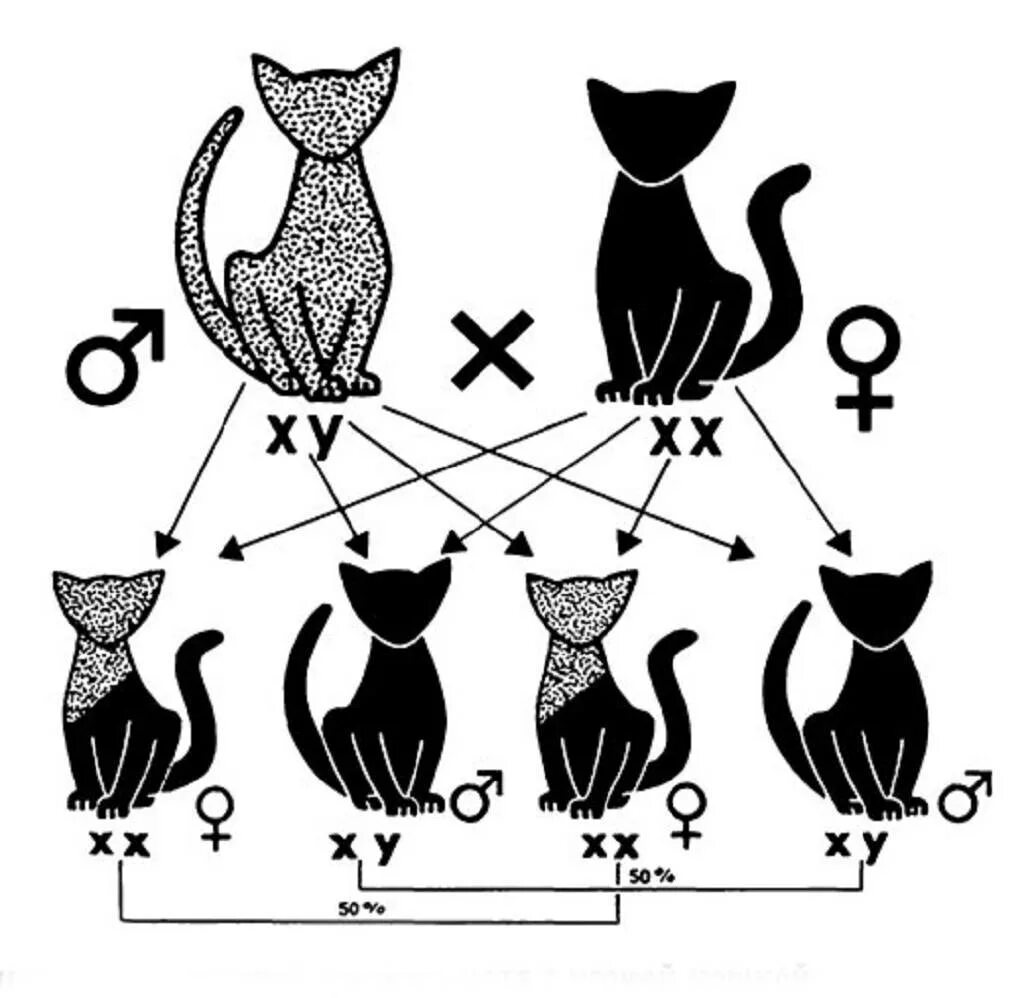 Сколько хромосом у кошки. Схема скрещивания кошки. Наследственность кошки. Наследование окраски у кошек. Генетика кошек.