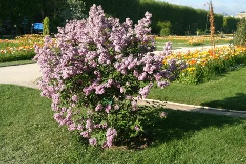 Сирень венгерская фото и описание кустарника